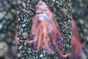 A seven-armed octopus was found washed ashore on South Pender Island in August.