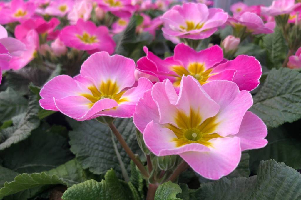 MINTER: Time to add a touch of spring to winter, says Chilliwack gardening expert