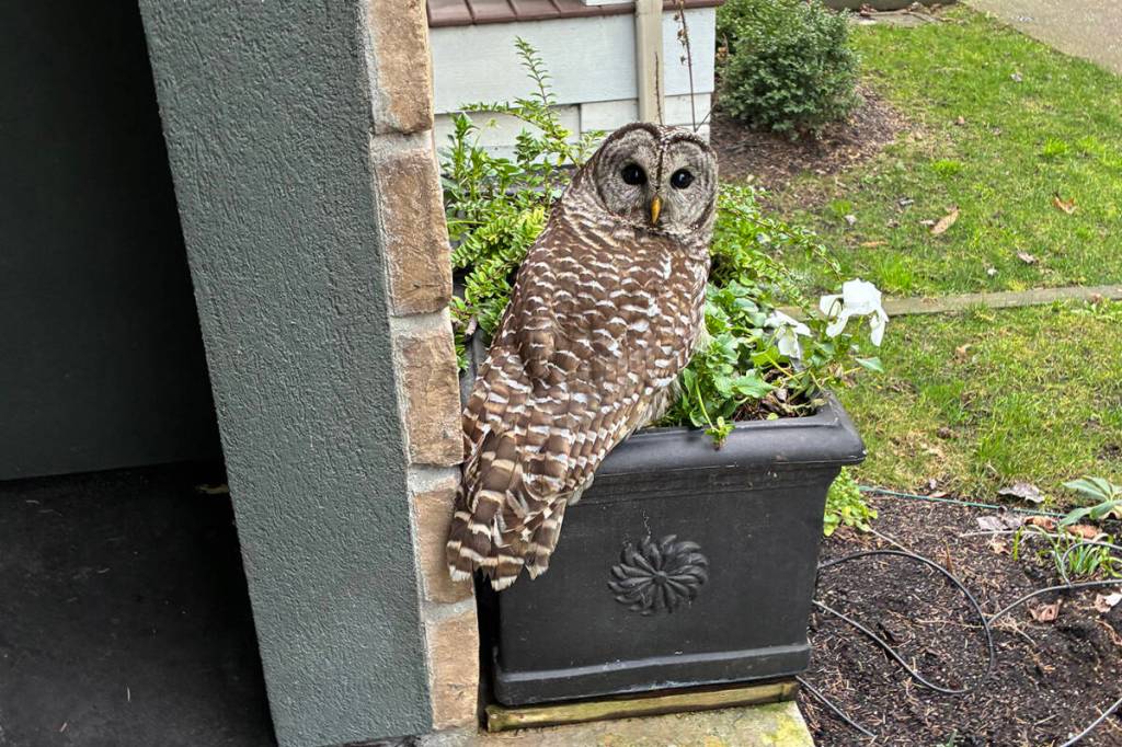 Community Camera: ‘Who’ is there? Barred owl takes a break on Chilliwack doorstep