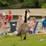 FILE - A Canada goose near Entrance Bay at Cultus Lake on July 27, 2011. (Jenna Hauck/ Chilliwack Progress file)