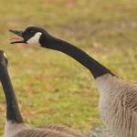FILE - A Canada goose honks at other birds at Salish Park on Jan. 9, 2021. (Jenna Hauck/ Chilliwack Progress file)